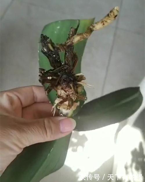 蝴蝶兰就剩一个不干巴的根了还能活不,要怎么修剪,怎么养护