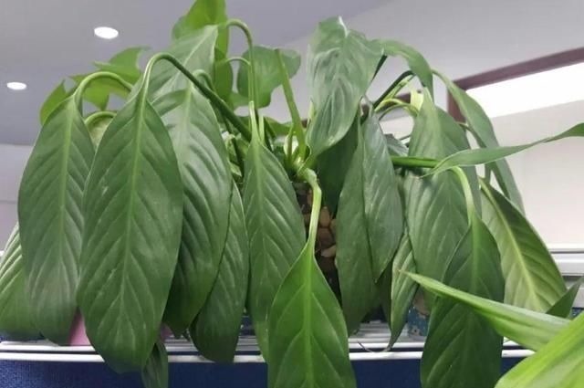 6种花一天不浇水,叶子就耷拉,缺水3天就死翘