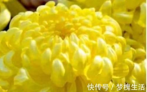 叶三苜蓿齿|想长寿要会吃,推荐3种食物,营养丰富,疏通血管,好处多多