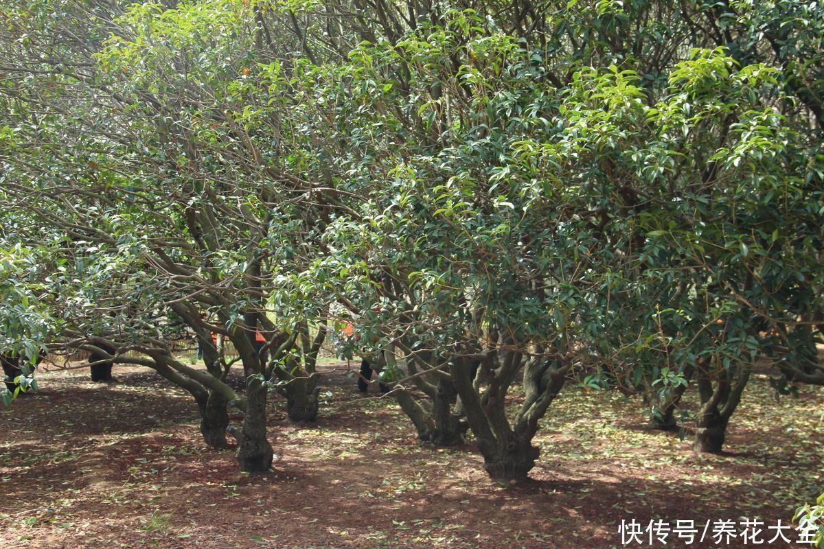 桂花树|家里有院子的一定要养这4种花，庭院秒变花园，芳香四溢