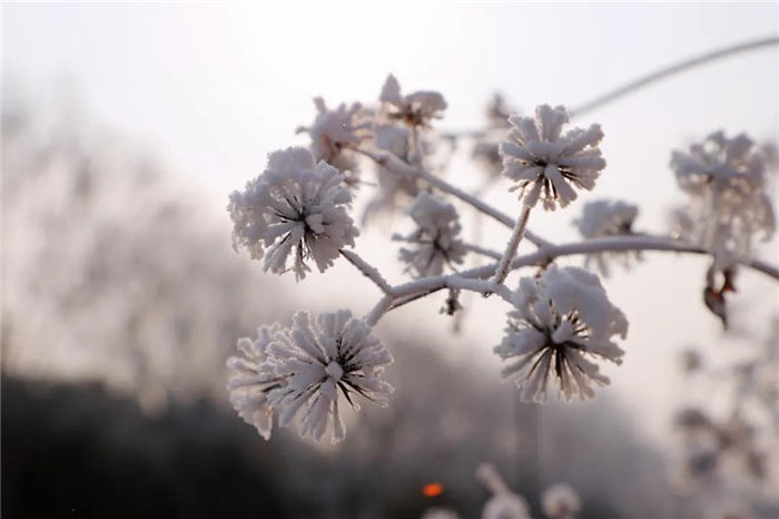 玉皇庙：一场霜雪 银装素裹