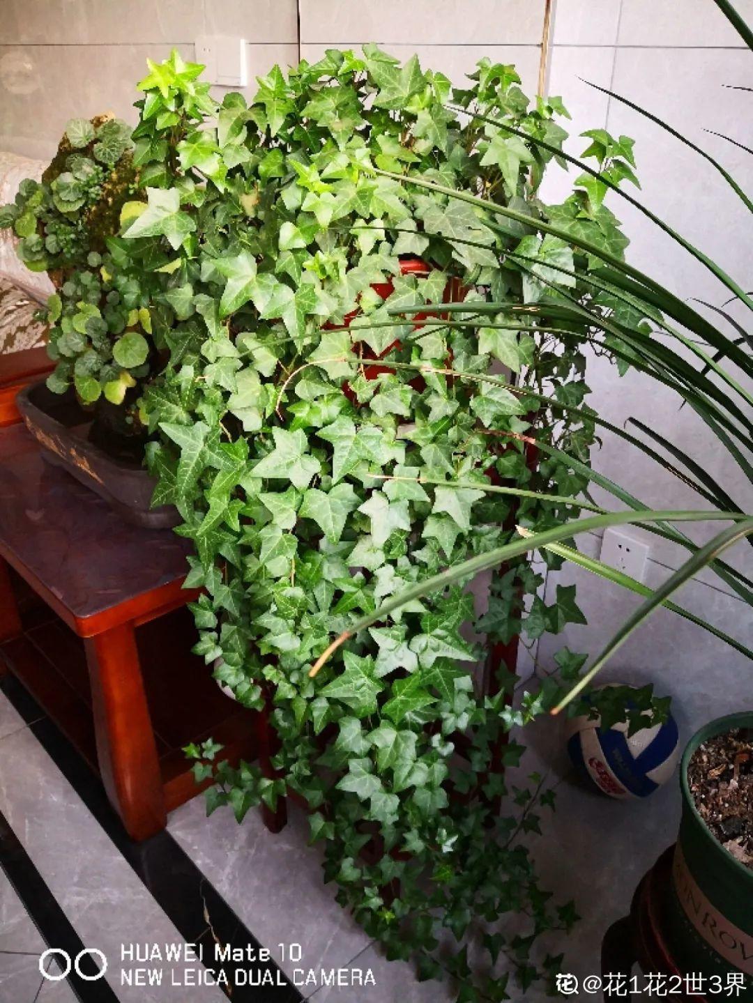 龟背竹是“吸废气”高手,家里放一盆,门窗紧闭也能空气清新!