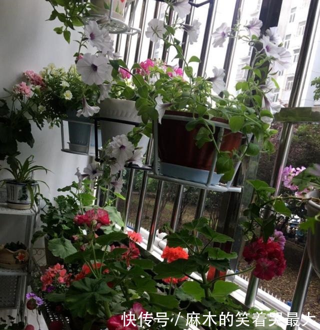 买花一时爽,养花火葬场,不能盲目入坑!买花一时爽,养花火葬场,不能盲目入坑!