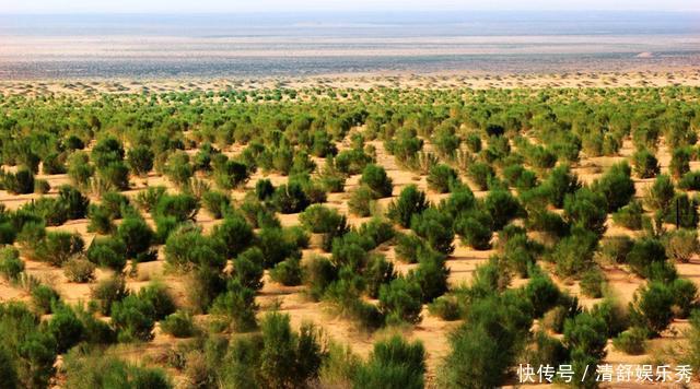 敦煌万亩沙漠防护林遭剃光头式砍伐，敦煌会是下一个楼兰吗？