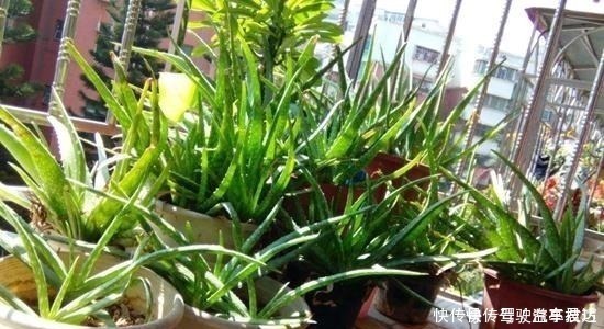 管理|这6种“皮实”的花草,好养又省心,不用费心管理,也能旺盛生长!