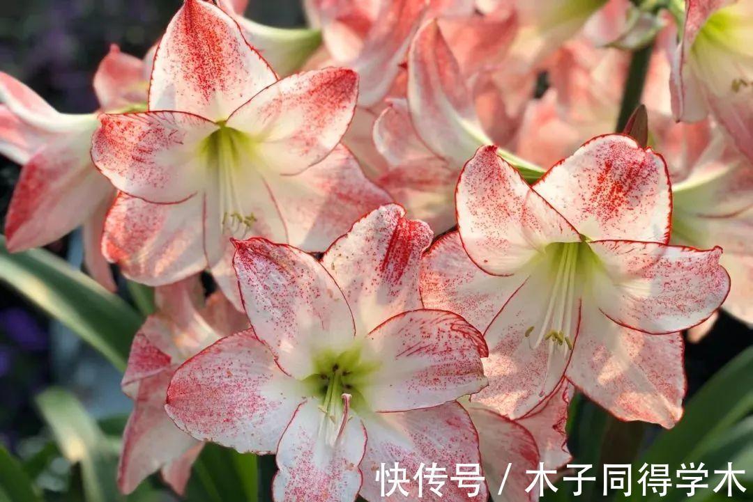 脸大|公认好养的“大漂亮花”,大球随便丢土里,花朵鲜艳比脸大