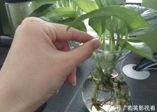 家家都有的“生根水”，不花1分钱，扦插花卉7天生白根，特好用！