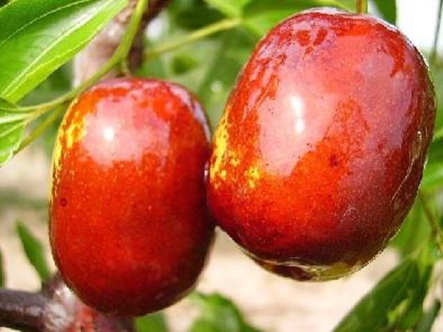 维生素c|一日三颗红枣不怕老，3种吃法变着花样保健康，尤其爱美的人多吃