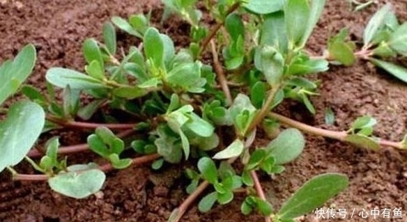 提个醒：见到此野菜，一定要摘回家，好处悄悄来，作用非常大