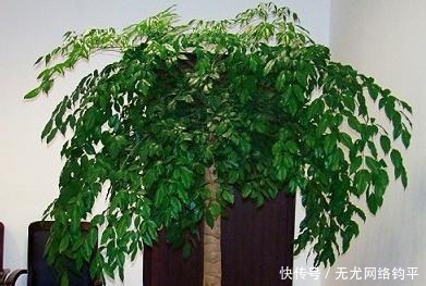 爆盆|“耐干旱”的3种花,即使40天不浇水,一样“爆盆”,生长快!