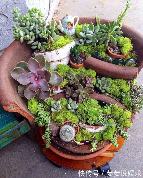 养护|周末回趟老家，捡了这些“老物件”养花，一瞬间高档、文艺