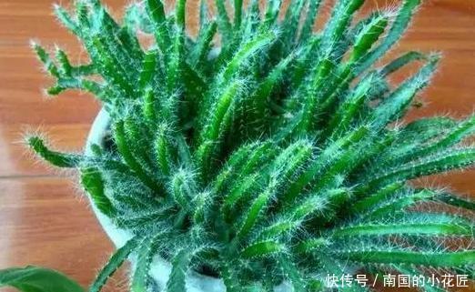 盆栽|单纯养花有点枯燥怎么办?不如盆栽种植水果,既好看又有趣