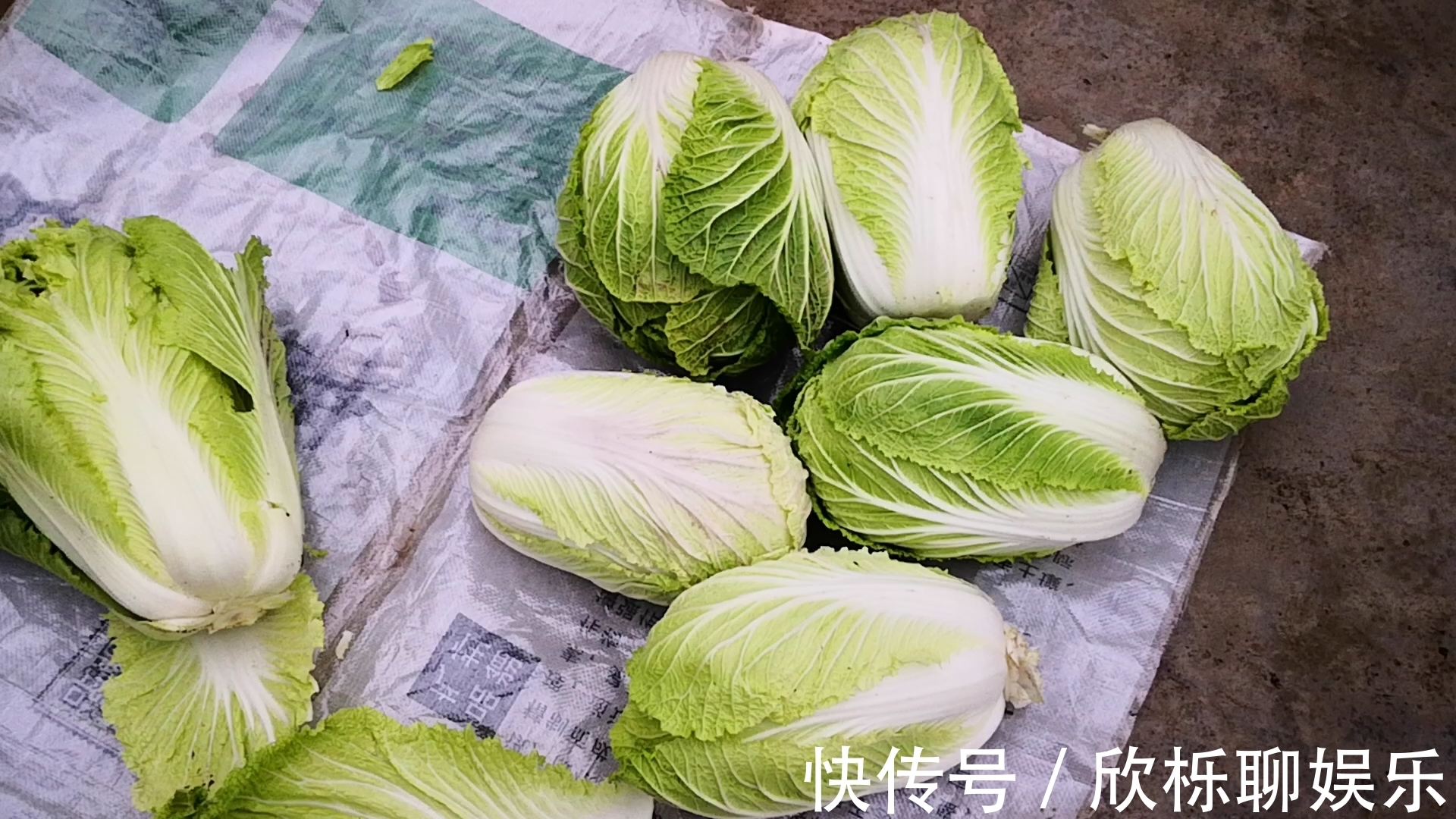 晓峰|腌酸菜时,最忌直加盐腌,多加1步,酸香味浓郁,放1年都不坏!