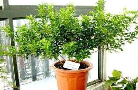 家养米兰花总是长不好,教你4招,开成“爆米花”,比香水味还浓