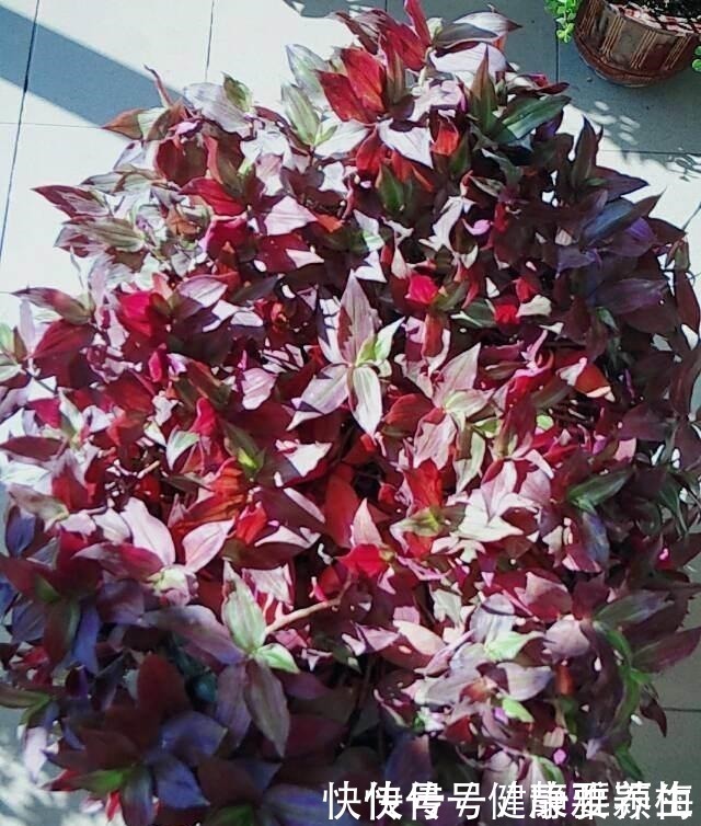 吊竹梅|别养绿萝了,这花比绿萝好看好养,邻居一口气养了20盆!