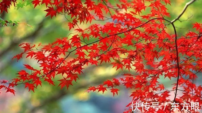 秋分养生：吃好三样，喝好三样，做好三样