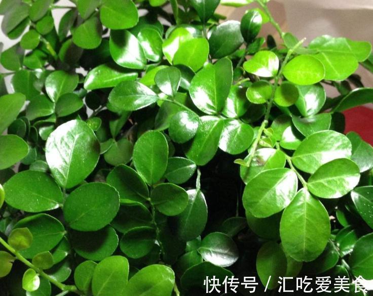 购买植物有讲究，学会5招选花技巧，再也不用担心被骗了