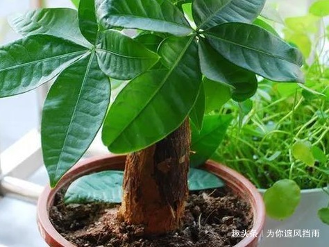 新房|这三种绿植新房必备,甲醛病菌全没了,守护健康无忧