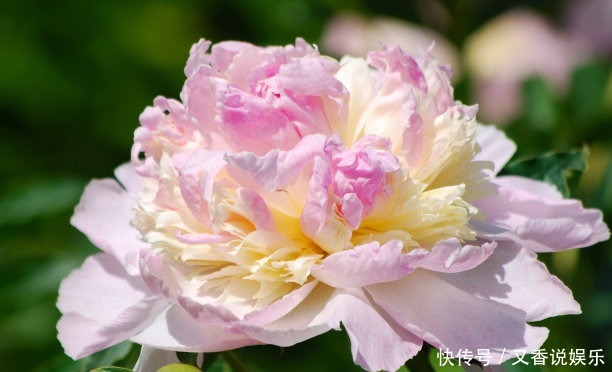 此花是中国花 花王 花多多姿多彩 也是中国十大名花之一 快资讯