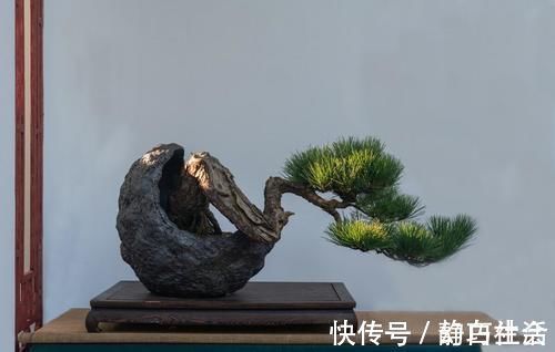 薄膜|三招教会你，让树桩快速发芽成活，方法简单，一看就会，管用