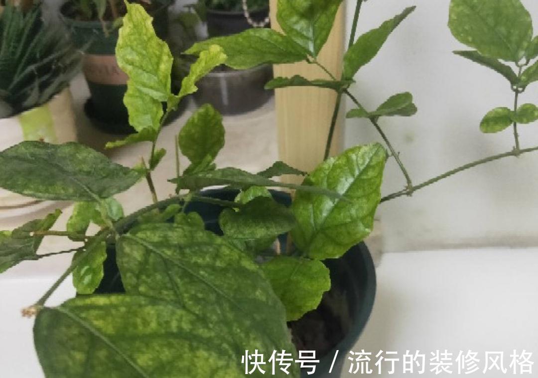 黄叶|养花“黑名单”实在太难养，心累