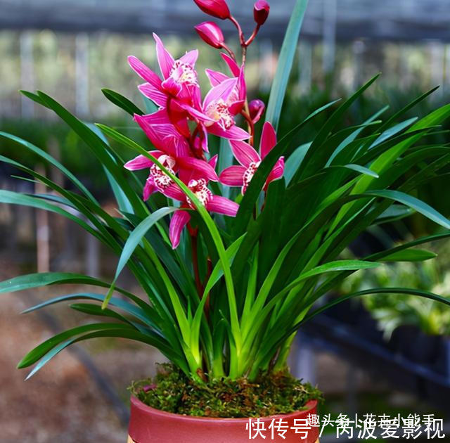 红贵妃|真正“贵气”的兰花，长这样，它美艳绝伦，花香浓郁，人见人爱
