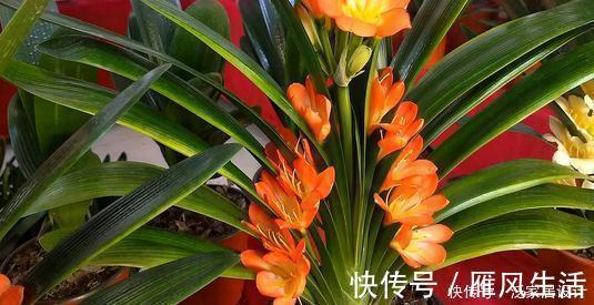 信号|夏天养君子兰,发出“三信号”还在生长期,补充水肥绽放层叠群花