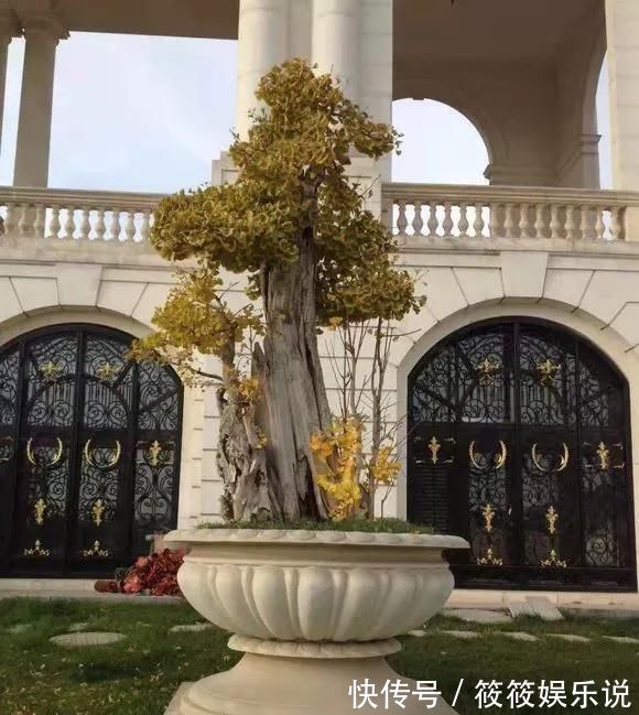 寿命|这4种“盆景树”,不仅观赏性高,寿命还特别长,越养越值钱