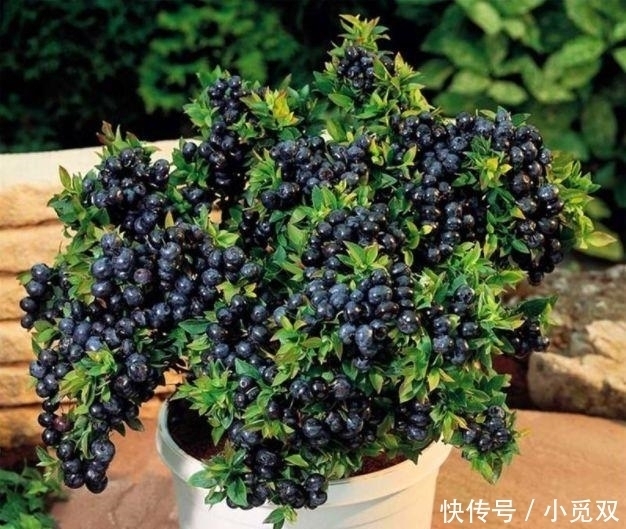 果实|公认“养不死”的7种水果盆栽,粘土就活,新鲜果实一年吃不停