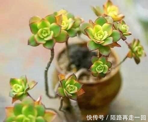 浇水|这6种多肉,不浇水都能爆盆,你能养死我不服!