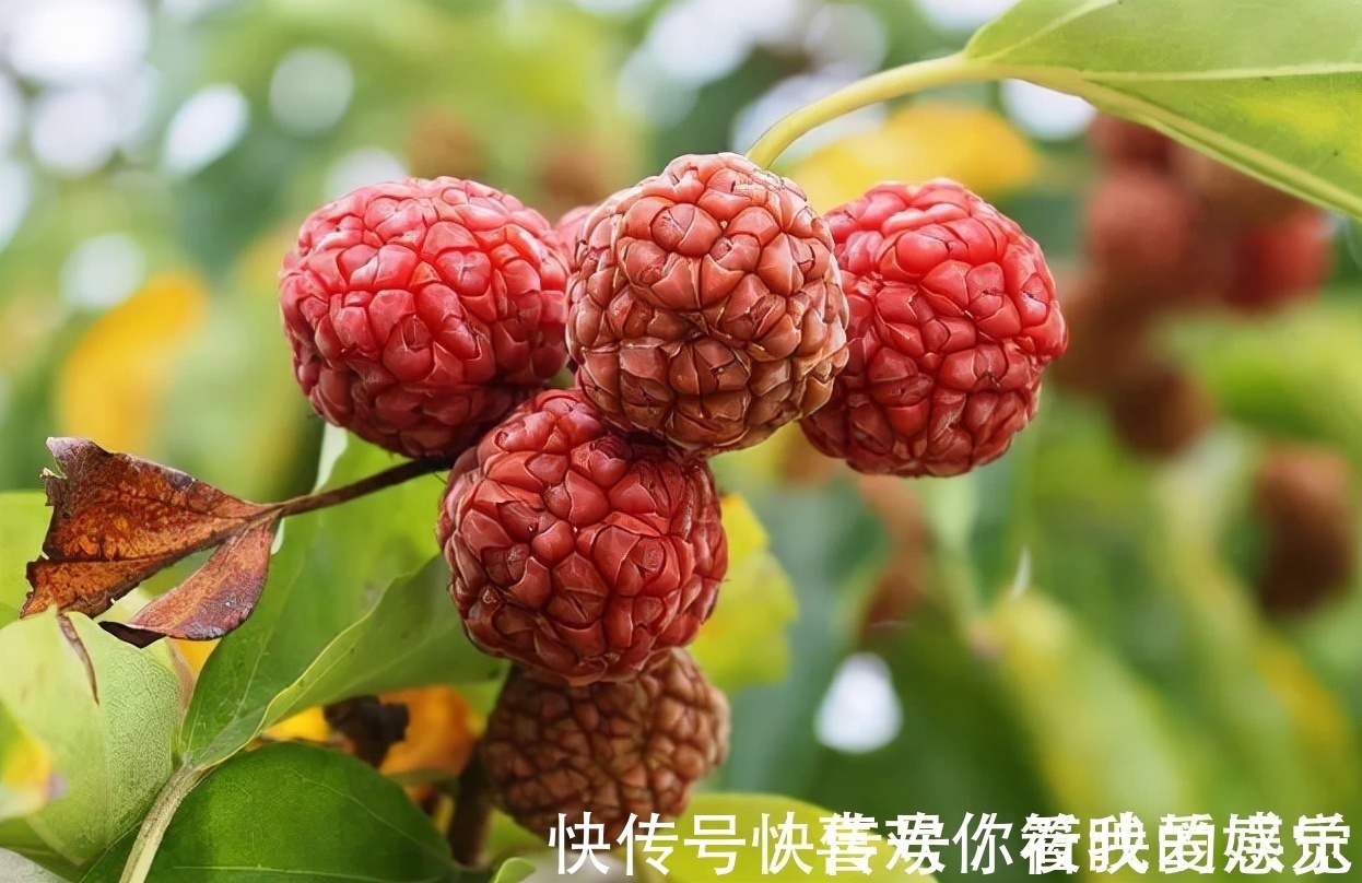 柘树长得不起眼,为何却能和紫檀齐名,还被称为“帝王木”