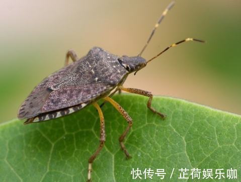 好处|“有钱人吃鹿茸,没钱人吃屁巴虫”,屁巴虫是什么?有什么好处?