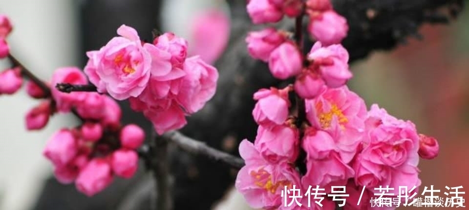 诗人&一首经典的咏梅诗，看似在赞美江南的梅花，其实是另有深意