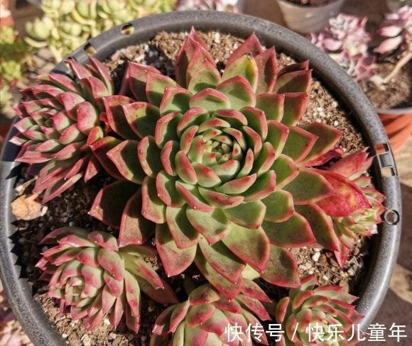 北方大面积降温,室外的多肉注意了,小心冻化水,赶紧罩起来