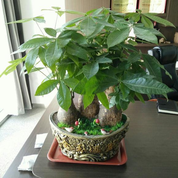 开花|6种漂亮花，都有“大肚子”，吸一次水一个月不浇，天热狂开花