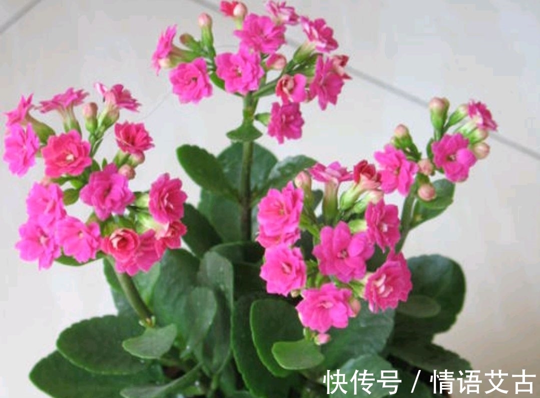 长寿花要想开花美,冬季养护要注意这几点