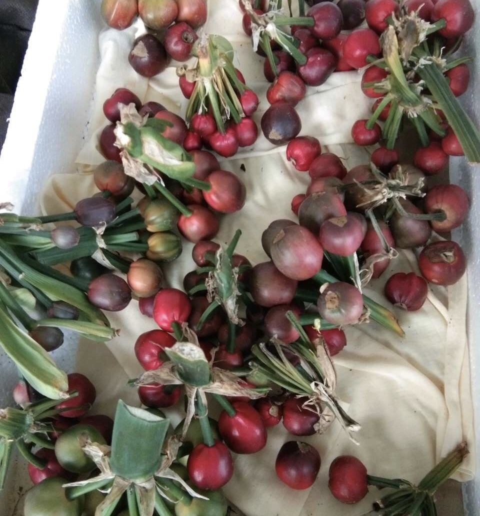 养君子兰有个“小套路”，吃3种“零食”，叶子油绿、结籽1大把