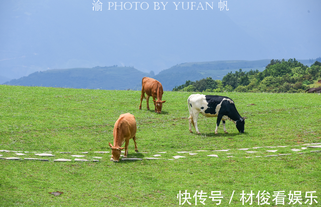 乌蒙山|游南方海拔最高的草原，感受凉都的盛夏清爽，品尝大山里的VC之王