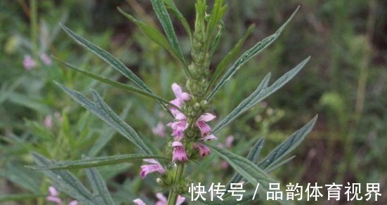 益母草煮鸡蛋|农村里常见的“益母草”，对女性有很大功效，做菜还很美味！