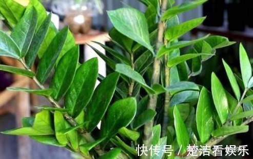 叶片|自带“财气”的3种花,家里一定要养,添福添吉日子越过越红火