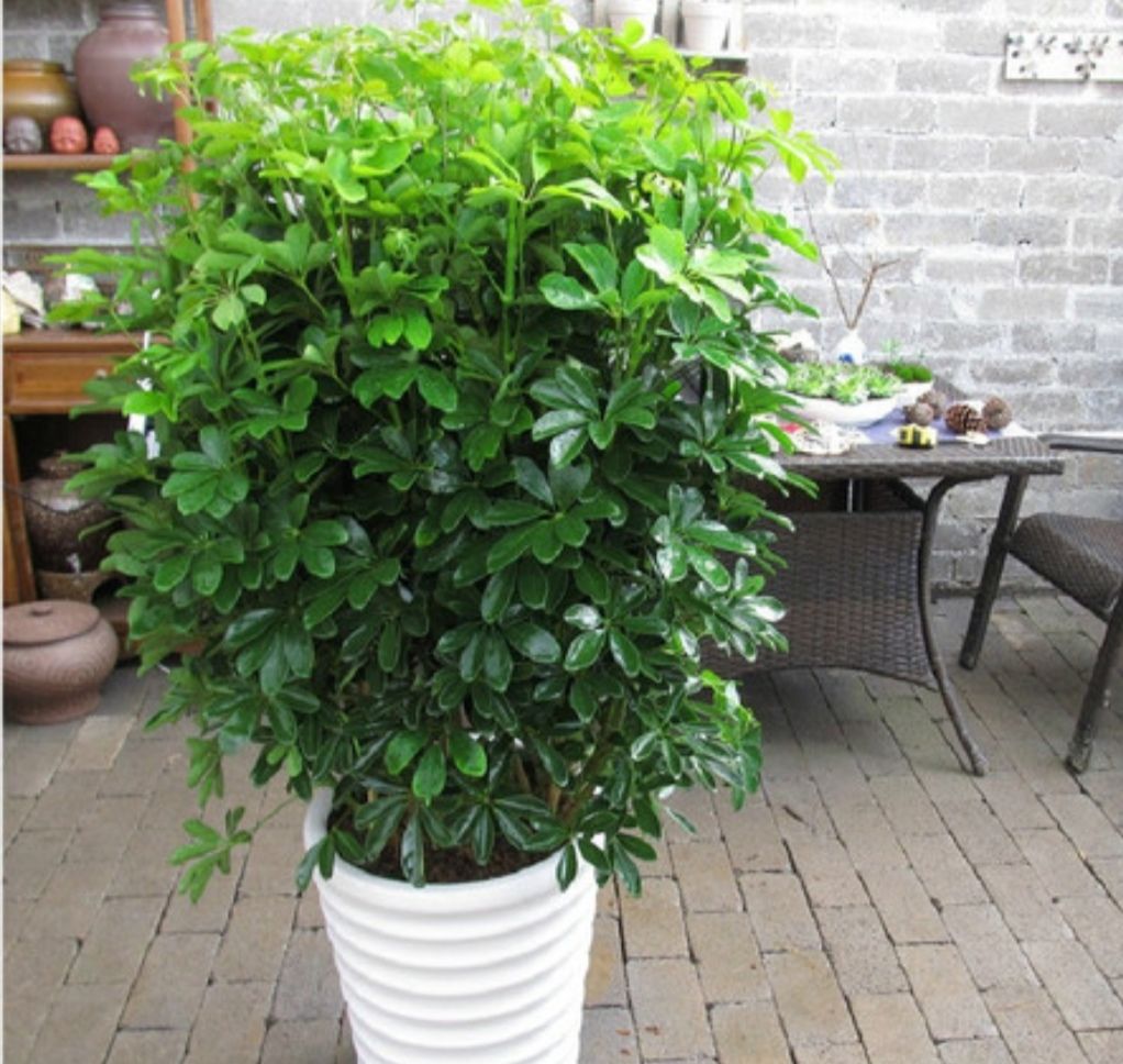 家里养5种观叶植物，冬天不抗冻，及时补足养分，增加抗寒能力