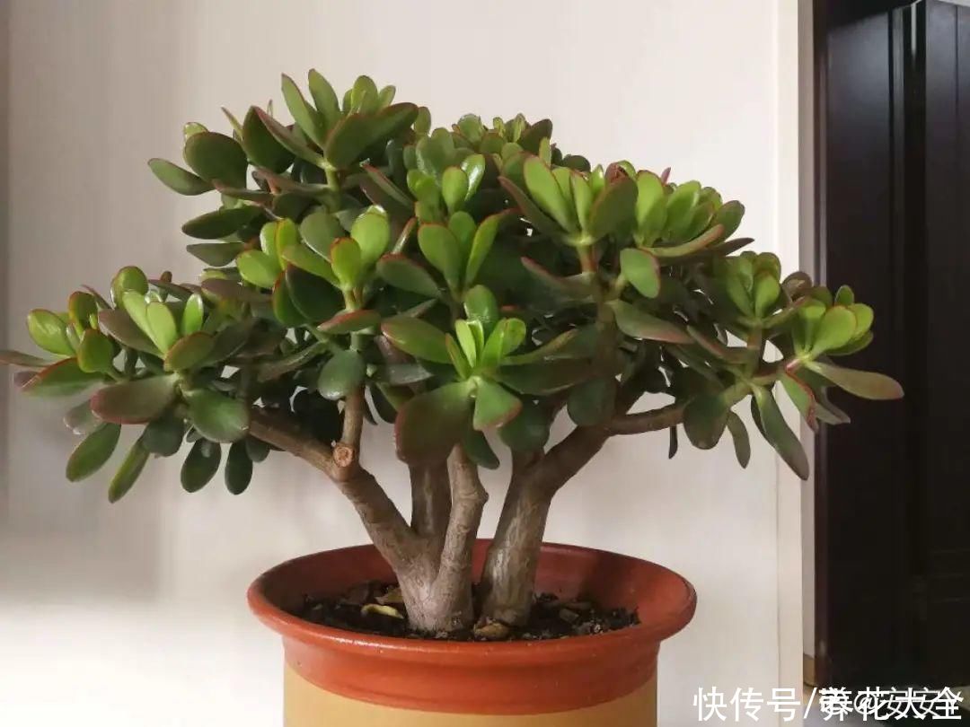 夏天怕晒的花，赶紧搬到阴凉地儿，再晒成枯杆了