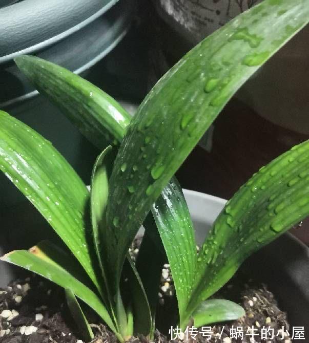 美美哒|夏天的君子兰,懒养才行,做到3个少,叶厚实油绿年年能开花