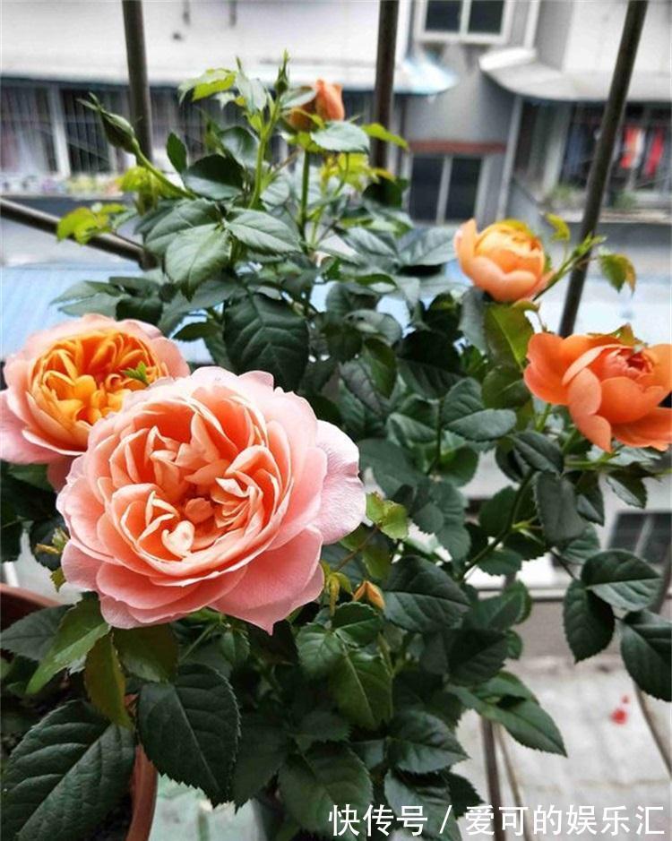 阳台如何养好月季,了解这些规则,新手也能养爆花