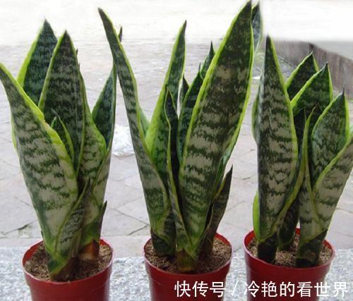 爆盆|掌握2个方法,金边虎皮兰等着爆盆吧