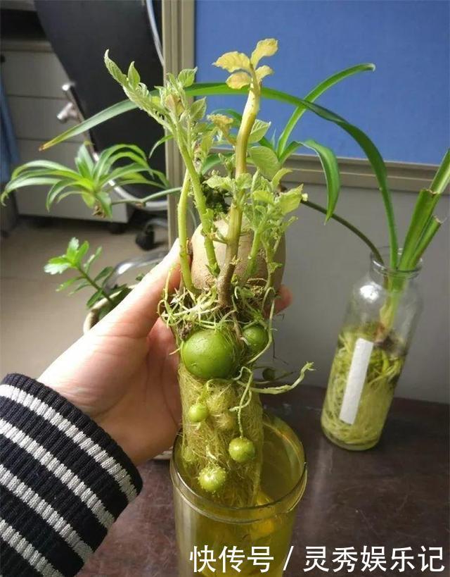 一节山药插水里,疯狂长藤“冒金豆”,赚大了!