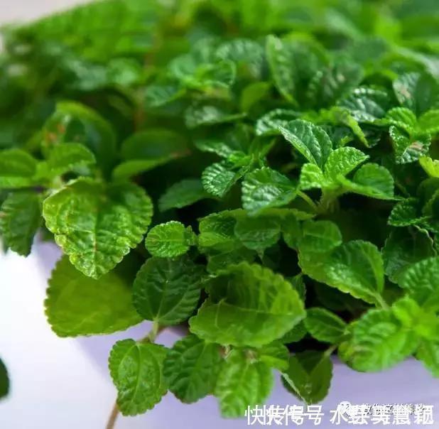 龙血树|这6种花是“天然净化器”,家中养1盆,潜伏的甲醛也会吸干净!