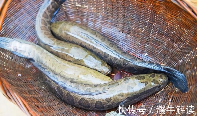 买鱼时,内行人专买这5种鱼,肉嫩刺少营养高,老渔民自己都爱吃