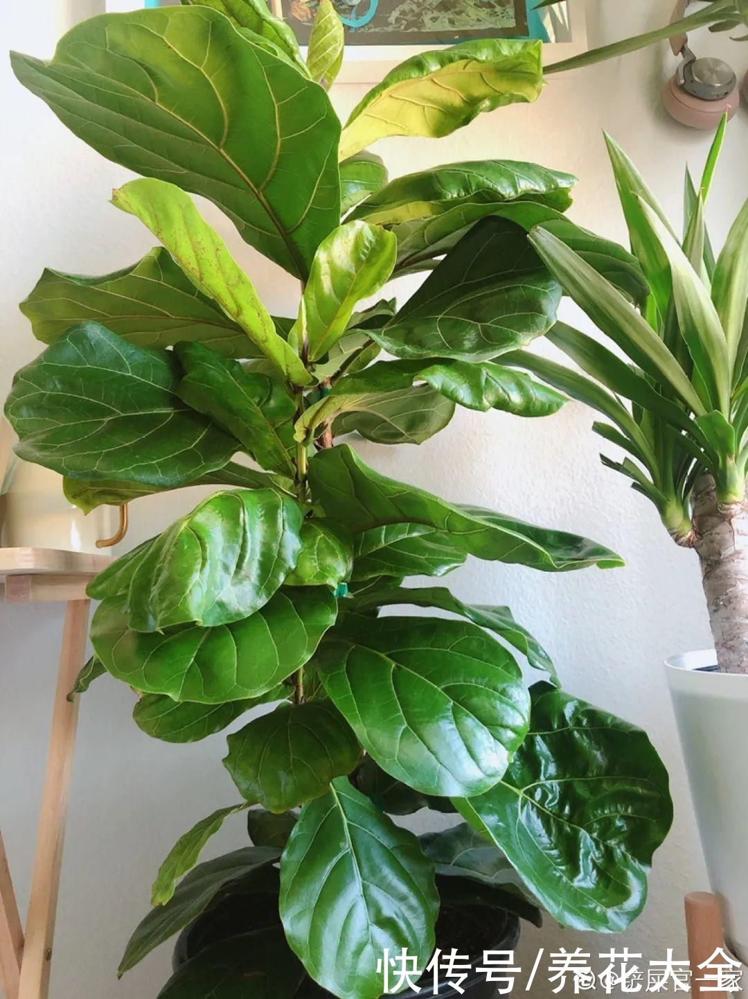 10种花越高越值钱，能长到2米，大高个霸气镇宅