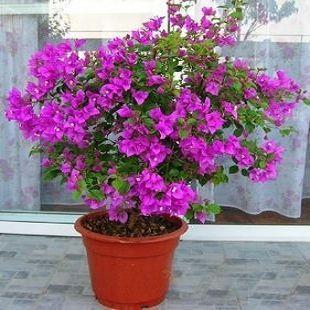 为什么花友的三角梅开花少学会几招，立马爆花停不下！